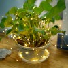 5m 50Leds Warn White 3AA Battery Waterproof Remote Control Copper Wire Led String Lights 